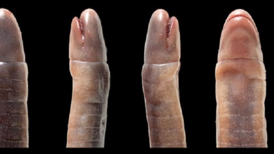 Microcaecilia dermatophaga sp.